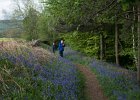 2016-05-17 1921 1951 Bank Wood bluebells